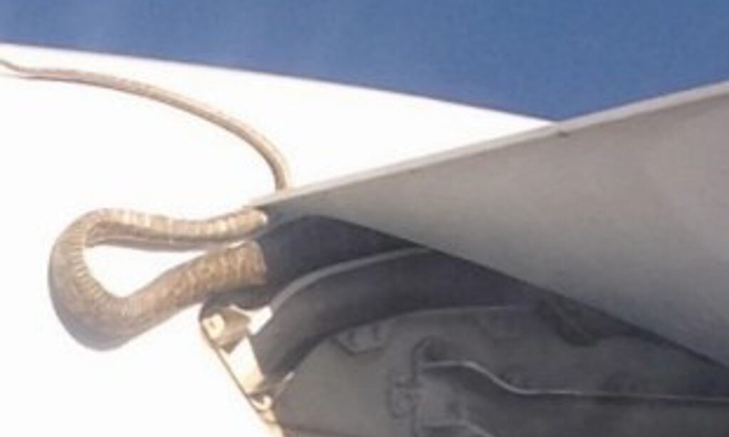 cobra in plane